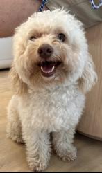 Found/Stray Male Dog last seen Park & Ridgewood, Plano, TX 75074