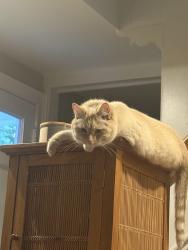 Reunited Male Cat last seen Geneva rd and sunset ave in West Chicago il, West Chicago, IL 60190