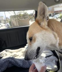 Shelter Stray Female Dog last seen Near Peach Avenue, Santee, CA, 92071, El Cajon, CA 92020