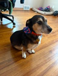 Reunited Female Dog last seen 26th & 229, Sioux Falls, SD 57105
