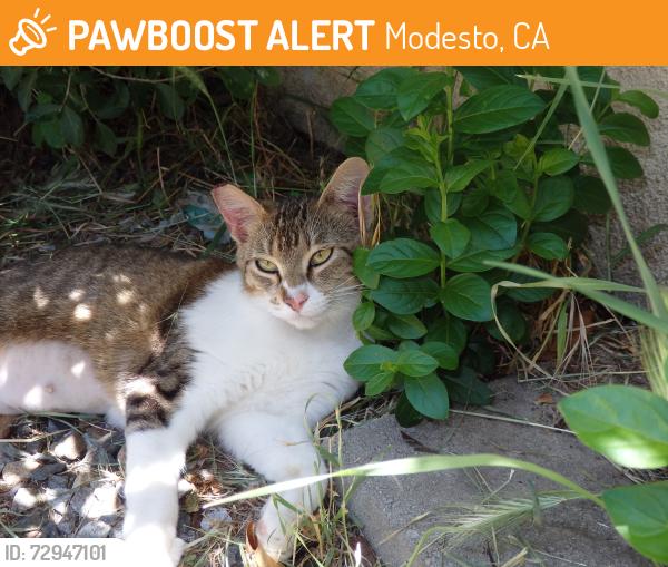 Found/Stray Female Cat last seen Union, Modesto, CA 95356