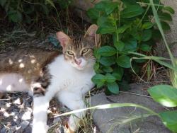 Found/Stray Female Cat last seen Union, Modesto, CA 95356