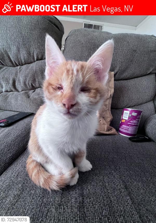 Lost Male Cat last seen La Canada st, sombrero dr, Desert inn rd, silver mesa way, Las Vegas, NV 89169