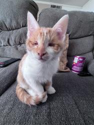 Lost Male Cat last seen La Canada st, sombrero dr, Desert inn rd, silver mesa way, Las Vegas, NV 89169