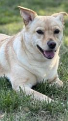 Reunited Female Dog last seen Oriental Street and Piney Grove Church Road, Angier, NC 27501