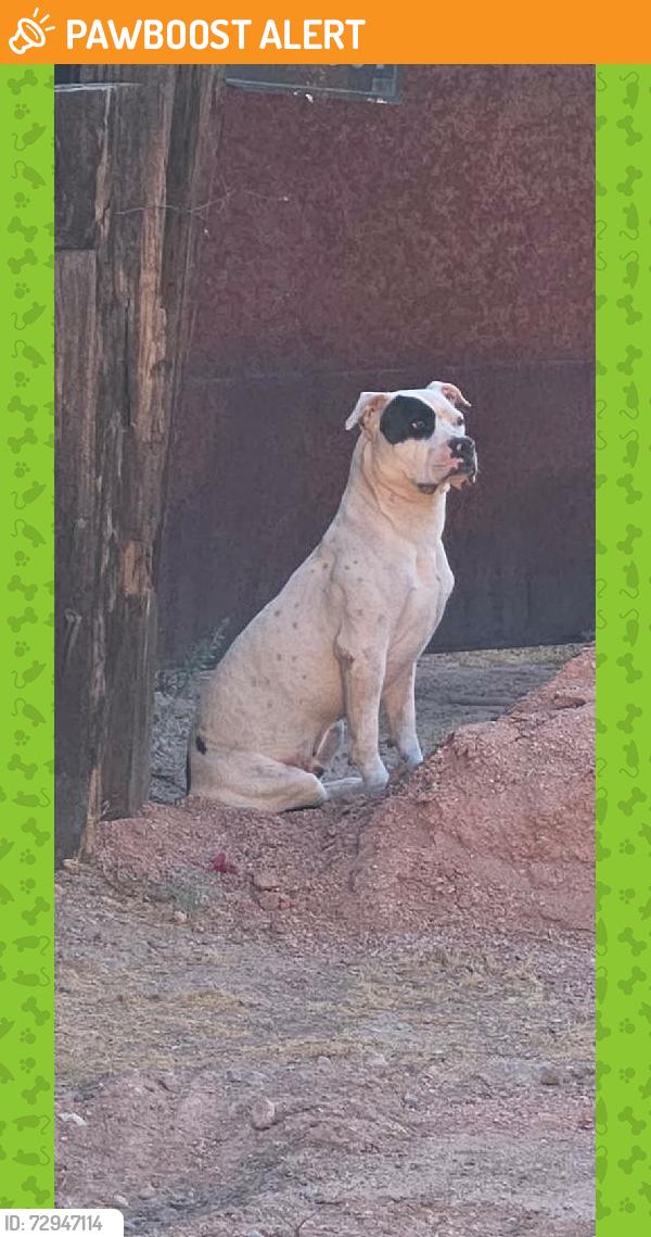 Found/Stray Unknown Dog last seen McKellips & Lehi Rd, Mesa, Maricopa County, AZ 85203