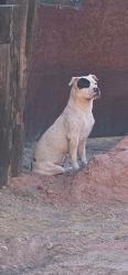 Found/Stray Unknown Dog last seen McKellips & Lehi Rd, Mesa, Maricopa County, AZ 85203