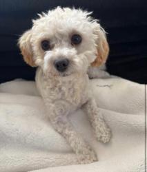 Reunited Female Dog last seen Spencer and Pyle, Las Vegas, NV 89183