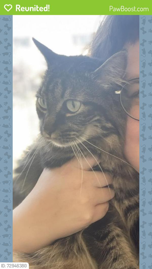 Reunited Female Cat last seen 20th Ave and Foothill, Oakland, CA 94606