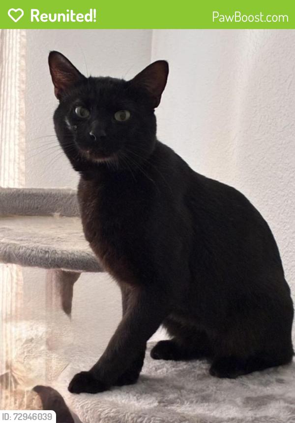 Reunited Unknown Cat last seen Alamogordo (Coors and Quail), Albuquerque, NM 87120