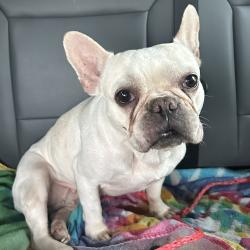 Reunited Unknown Dog last seen Port Saint Lucie, Port St. Lucie, FL 34986