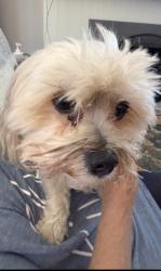 Found/Stray Male Dog last seen Syracuse , San Diego, CA 92122