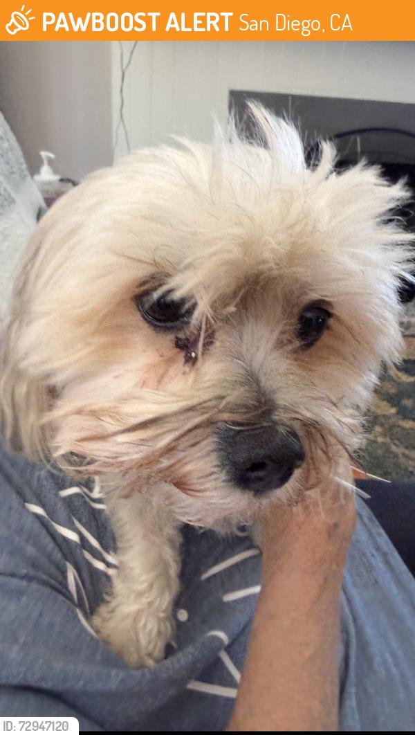 Found/Stray Male Dog last seen Syracuse , San Diego, CA 92122