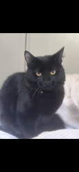 Reunited Male Cat last seen Mechanic st, High st. Marshall & Elm st, Fitchburg, MA 01420