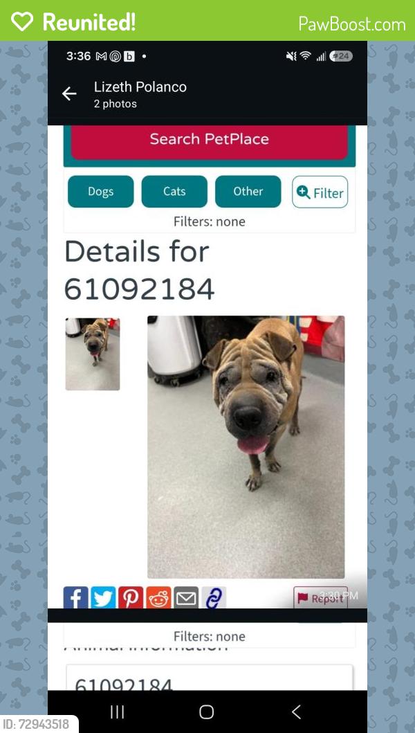 Reunited Male Dog last seen Liddon Ave, Midland, TX 79705