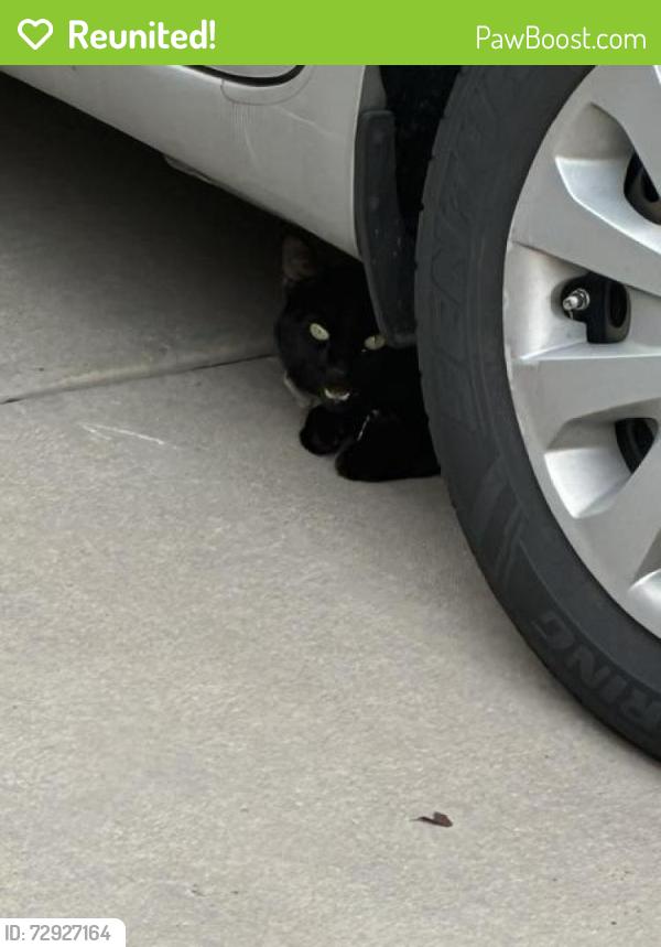 Reunited Unknown Cat last seen Alamagordo Dr. NW being the Homedepot on Coors and Quail, Albuquerque, NM 87120