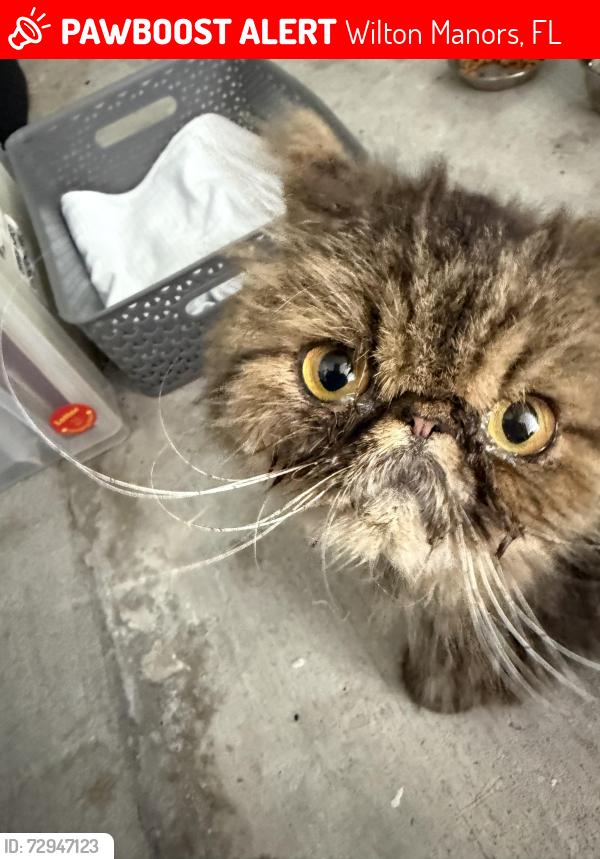 Lost Female Cat last seen Coral Gardens Drive, Wilton Manors, FL 33305