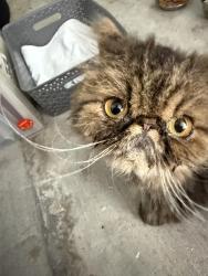 Lost Female Cat last seen Coral Gardens Drive, Wilton Manors, FL 33305