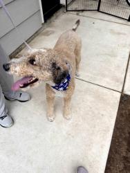 Found/Stray Unknown Dog last seen 53rd & N Hydraulic Ave Park City KS, Park City, KS 67219