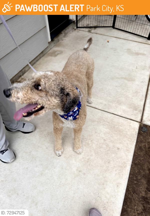 Found/Stray Unknown Dog last seen 53rd & N Hydraulic Ave Park City KS, Park City, KS 67219