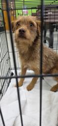 Reunited Male Dog last seen Cfn, 1616 N 30th St, Springfield, OR 97478, Springfield, OR 97478