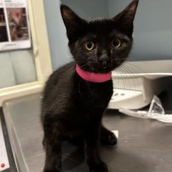 Shelter Stray Female Cat last seen , Red Bank, TN 37415