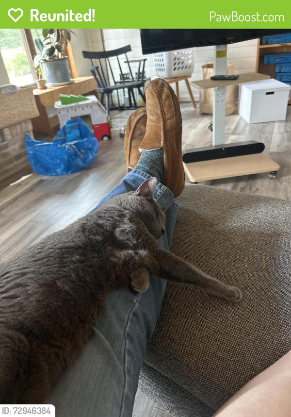 Reunited Male Cat last seen West Fieldpointe and Sandra Ln , New Berlin, WI 53151