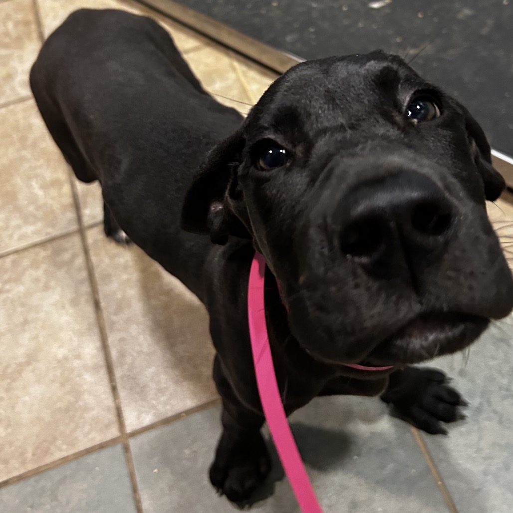 Shelter Stray Female Dog last seen , Red Bank, TN 37415