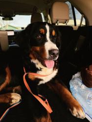 Lost Male Dog last seen Goldburg High School, Bowie, TX 76230