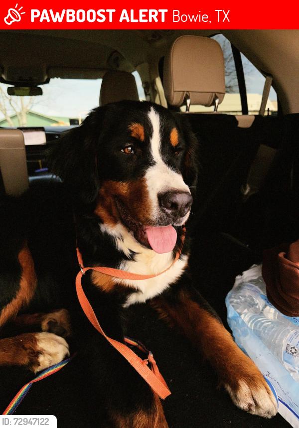 Lost Male Dog last seen Goldburg High School, Bowie, TX 76230