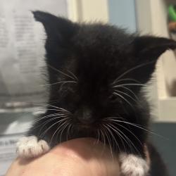 Shelter Stray Female Cat last seen , Red Bank, TN 37415