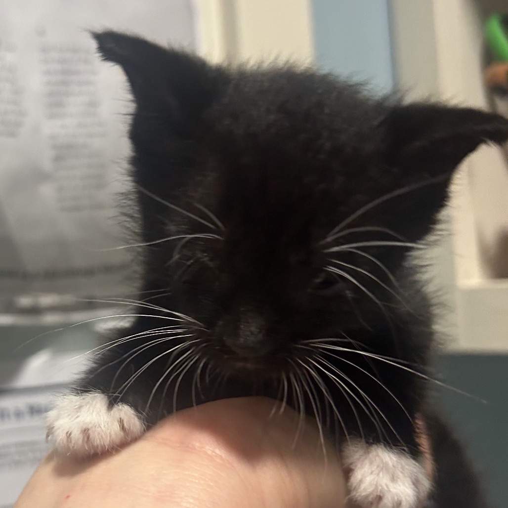 Shelter Stray Female Cat last seen , Red Bank, TN 37415