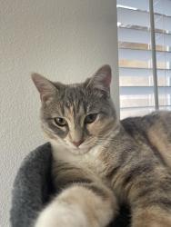 Reunited Female Cat last seen Rusty and flannery, French Valley, CA 92596