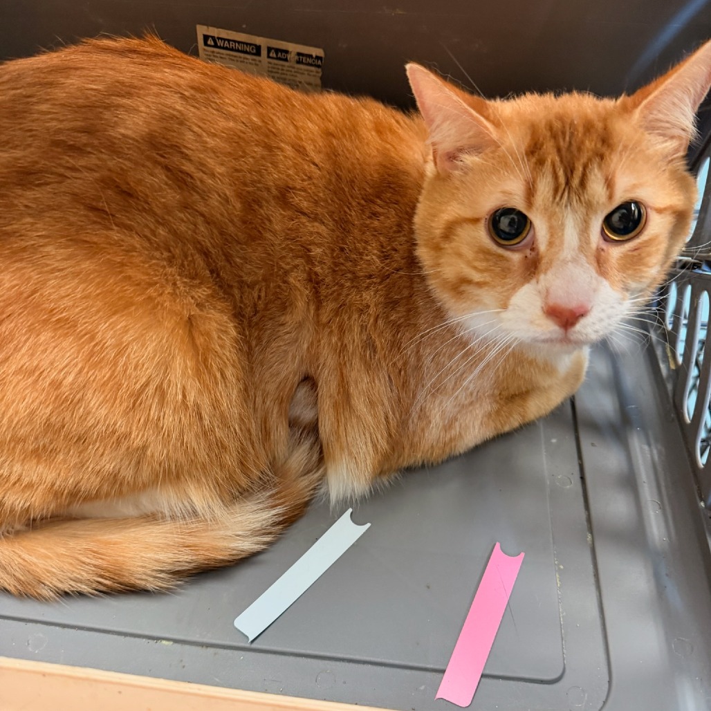 Shelter Stray Male Cat last seen , Memphis, TN 38133