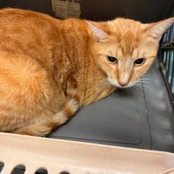 Shelter Stray Male Cat last seen , Memphis, TN 38133