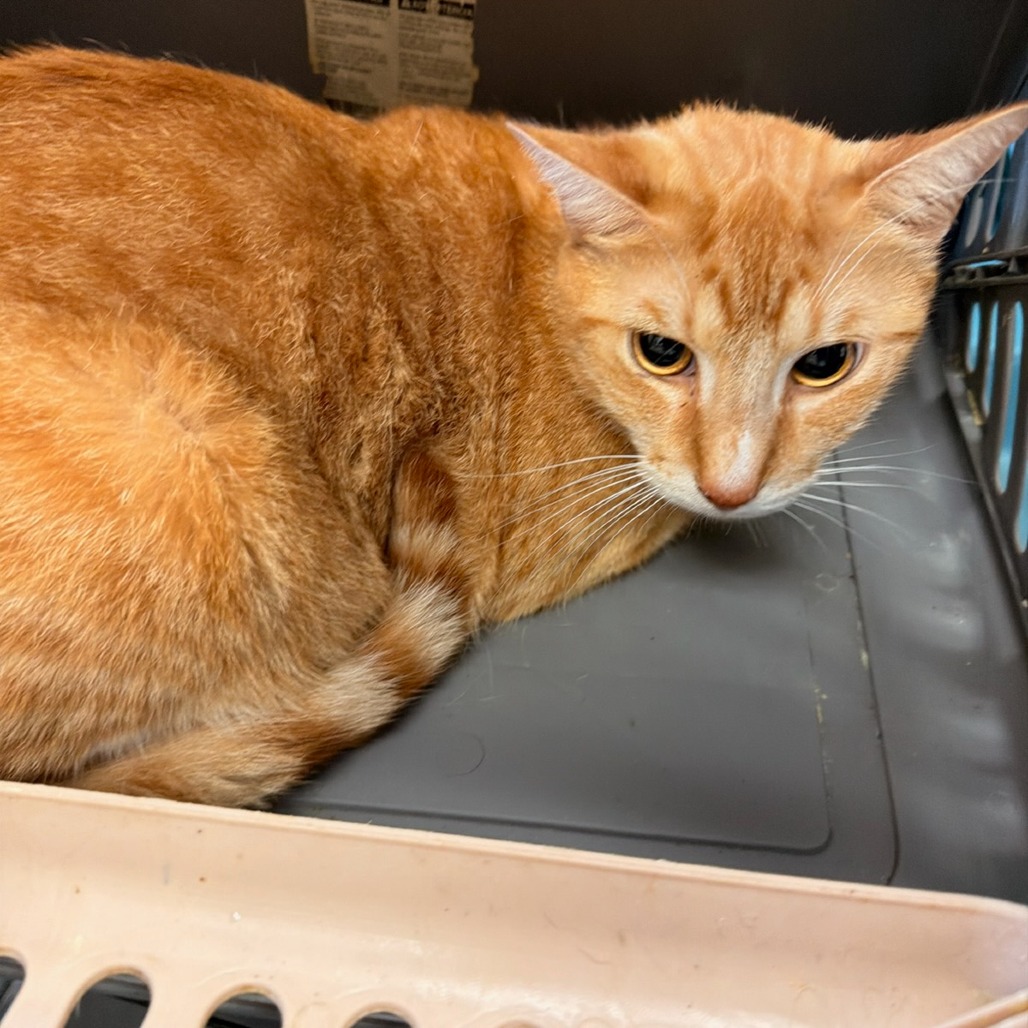 Shelter Stray Male Cat last seen , Memphis, TN 38133