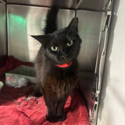 Shelter Stray Female Cat last seen , Tampa, FL 33607