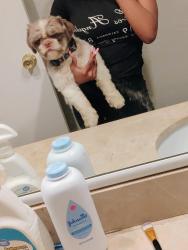 Reunited Male Dog last seen Lake side ln & knob hill, Plano, TX 75023