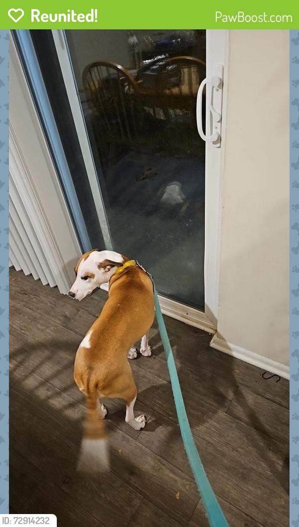 Reunited Female Dog last seen New Life HL Adult Medical Daycare, Milford Mill, MD 21244