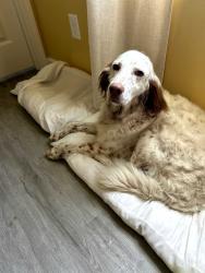 Reunited Female Dog last seen Myrtle Grove Road, Wilmington, NC 28409