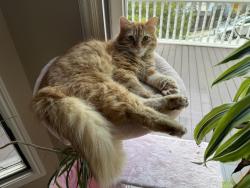Reunited Male Cat last seen Near 24th St, San Francisco, San Francisco, CA 94114
