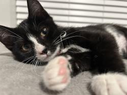 Reunited Female Cat last seen Xenia and 46th Marlon apmts , Denver, CO 80238