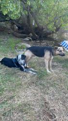 Lost Male Dog last seen herlong ave / lean ave / embee ave / beswick de, San Jose, CA 95123