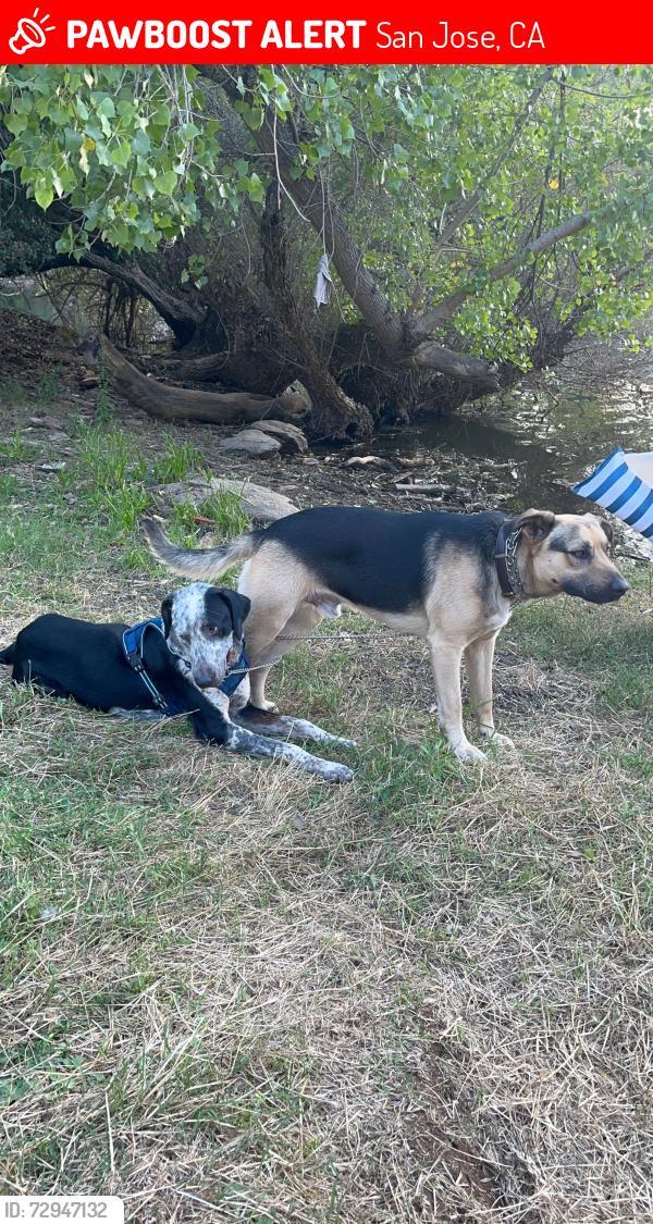 Lost Male Dog last seen herlong ave / lean ave / embee ave / beswick de, San Jose, CA 95123