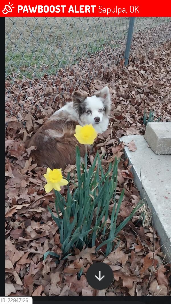 Found/Stray Female Dog last seen Kevin ln and teel rd, Sapulpa, OK 74066