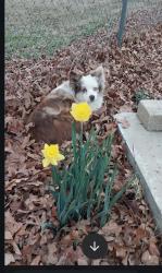 Found/Stray Female Dog last seen Kevin ln and teel rd, Sapulpa, OK 74066