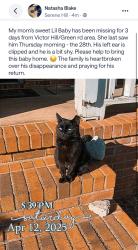 Lost Male Cat last seen Victor Hill and green rd. , Greer, SC 29651