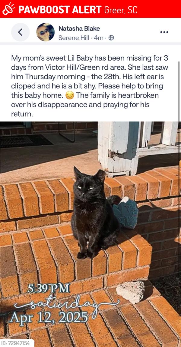 Lost Male Cat last seen Victor Hill and green rd. , Greer, SC 29651
