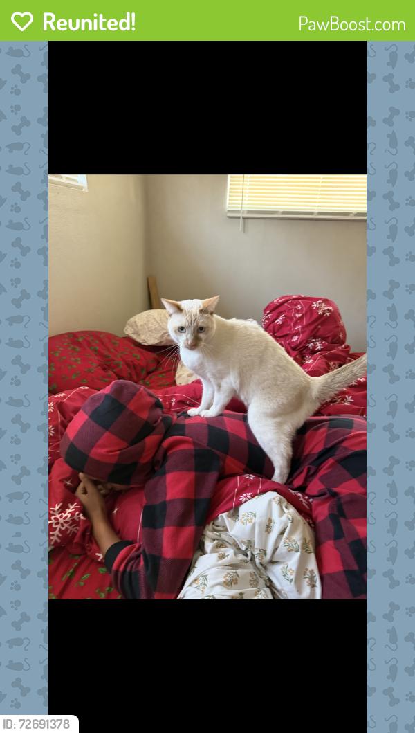 Reunited Female Cat last seen 23rd Ave and Thomas Rd , Phoenix, AZ 85009