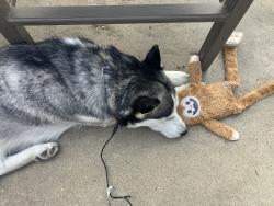 Reunited Female Dog last seen Grape St and Plum, Denver, CO 80222